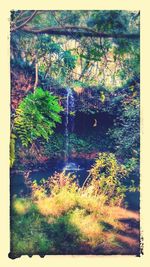 Pond with trees in background