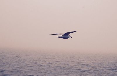Bird flying over sea against clear sky