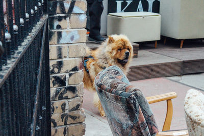 Chow standing by chair and brick wall