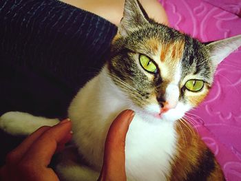 Close-up portrait of cat