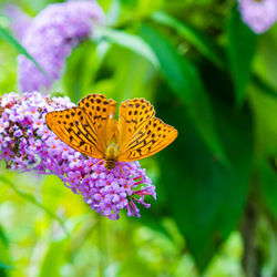 Close-up of butterfly pollinating on purple flower