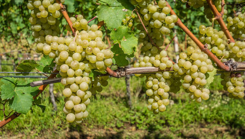 Fruits growing in vineyard