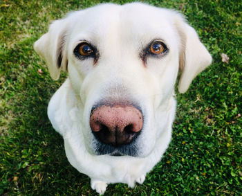 Close-up portrait of dog on field