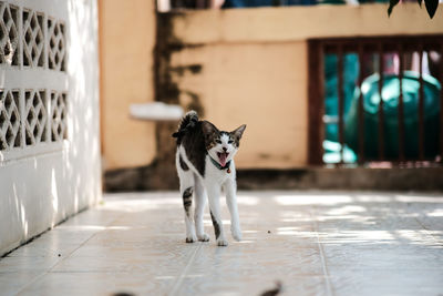 Cat sitting on hardwood floor