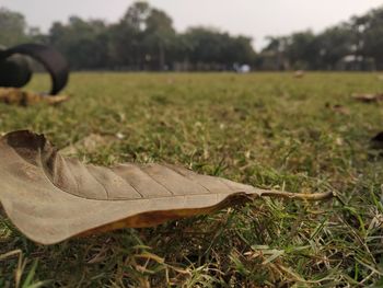 Close-up of dry leaves on field