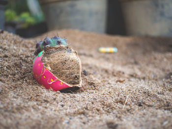 Close-up of a toy on sand