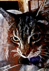 Full frame shot of lizard