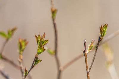 plant
