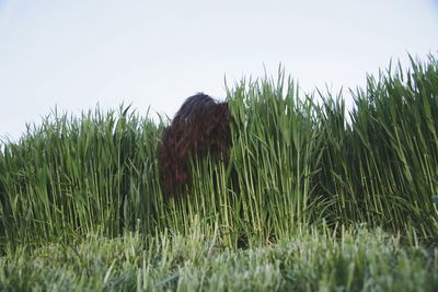 Bird on grass against clear sky