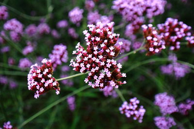 Close-up of flowers blooming outdoors