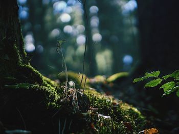 Close-up of moss growing on tree trunk