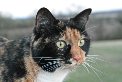 Close-up portrait of cat