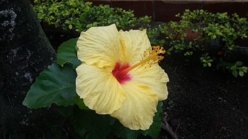 Close-up of yellow hibiscus flower blooming in garden