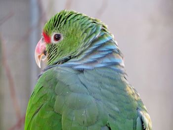 Close-up of parrot