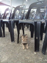 High angle view of cat sitting on seat