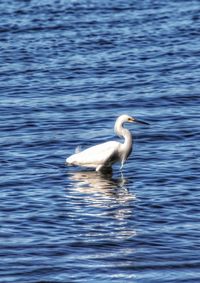 Close-up of duck swimming in lake
