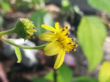 Close-up of yellow flowering plant