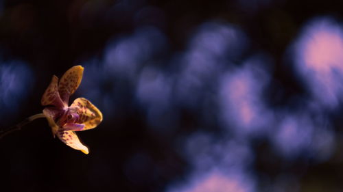 Close-up of purple flowering plant