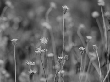 Close-up of flowering plants on field