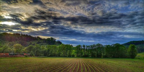 Scenic view of agricultural field against sky