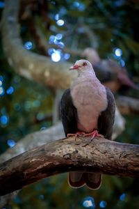 Close-up of bird perching on branch