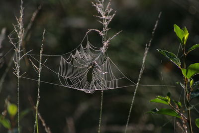 Close-up of spider web