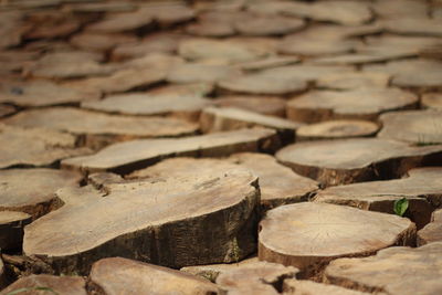 Full frame shot of wood logs in forest