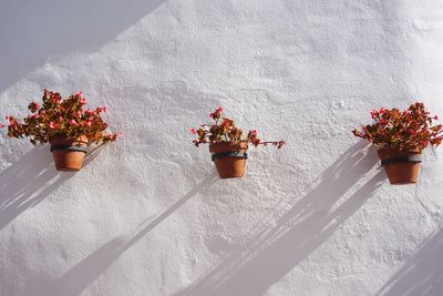 Close-up of potted plant against white wall