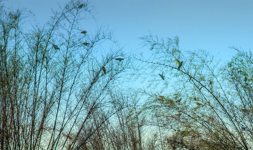 Low angle view of trees against clear sky