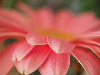 Close-up of pink flower