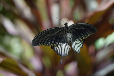 Close-up of butterfly pollinating flower