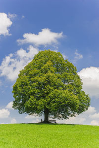 View of tree growing on grassy field against sky