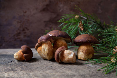 Close-up of mushrooms growing on table