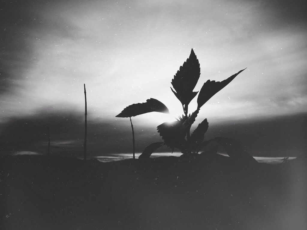 flower, beauty in nature, growth, nature, plant, leaf, sky, fragility, stem, tranquility, petal, freshness, water, flower head, cloud - sky, tranquil scene, growing, no people, close-up, silhouette