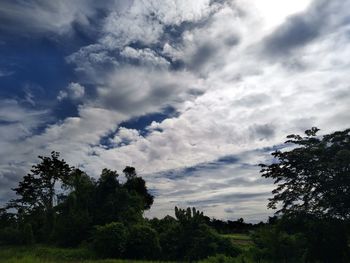 Low angle view of trees against sky