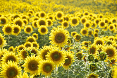 Close-up of sunflowers on field