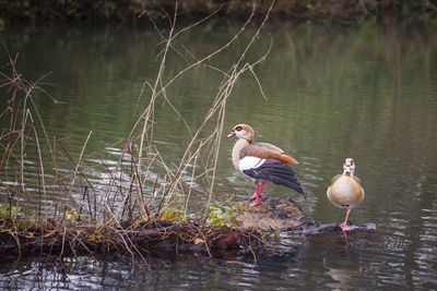 Birds perching on a lake