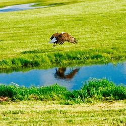 Ducks on grassy field