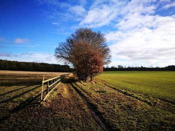 View of tree on field against sky