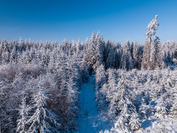 Frozen trees on land against blue sky
