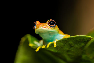 Close-up of frog on plant