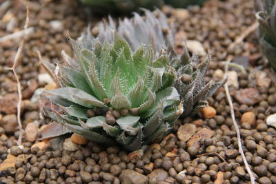 High angle view of succulent plant on field