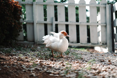 View of a duck on the land