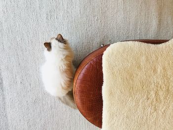 High angle view of cat on rug
