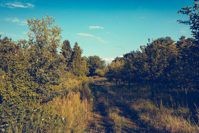 Dirt road passing through forest