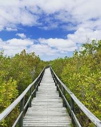 Footbridge amidst plants against sky on isabela island galapagos 
