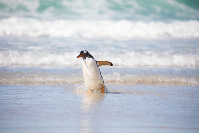 Penguin swimming in sea