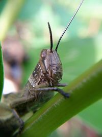 Close-up of insect on leaf