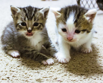 Portrait of cute kitten