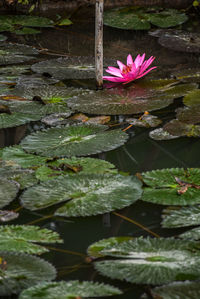 Close-up of lotus water lily in pond